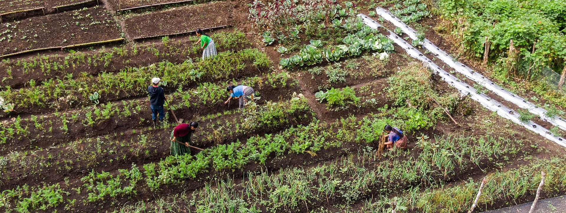 Ecosistemas resilientes en Petén y Alta Verapaz 